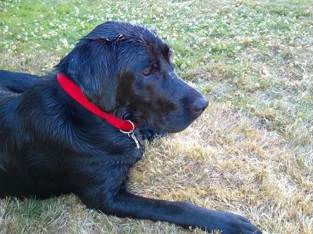 wet boy